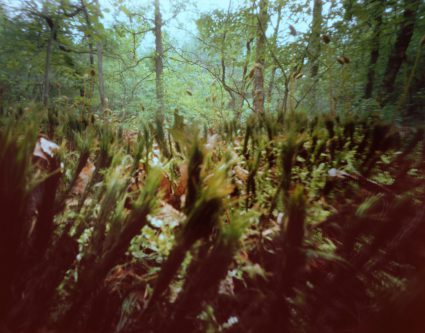 Drents Friese Wold Myth of Nature 3